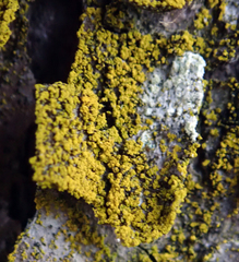 Chrysothrix granulosa