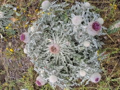 Cirsium occidentale compactum