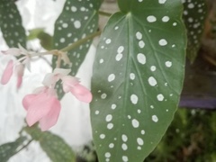 Begonia