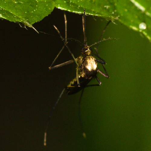 Aedes scapularis photo 5