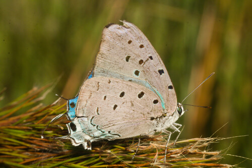 Marsyas Hairstreak photo 4