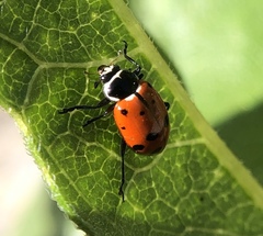Hippodamia quinquesignata