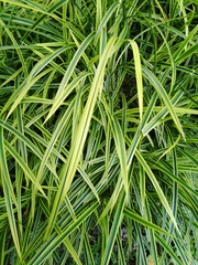 Chlorophytum comosum