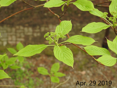 Cornus controversa