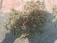 Portulaca oleracea oleracea