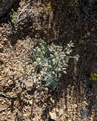 Lomatium mohavense