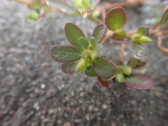 Portulaca oleracea oleracea
