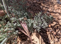 Lomatium mohavense