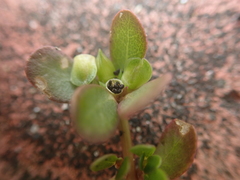 Portulaca oleracea oleracea