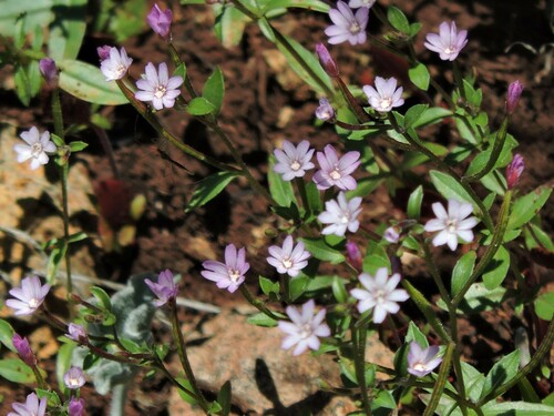 Image of Epilobium minutum by (c) Alex, some rights reserved (CC BY)