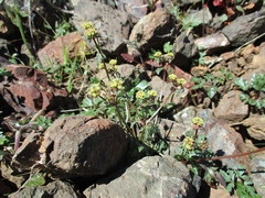 Sanicula saxatilis