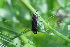 Xylotrechus nauticus