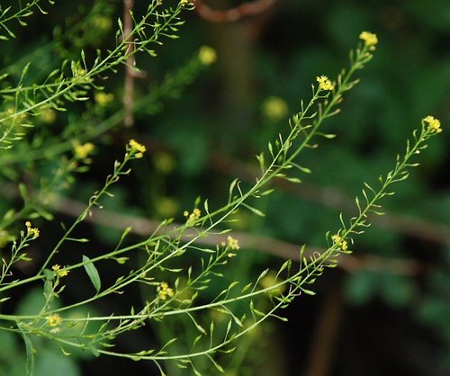 Sierra tansymustard (Descurainia californica)