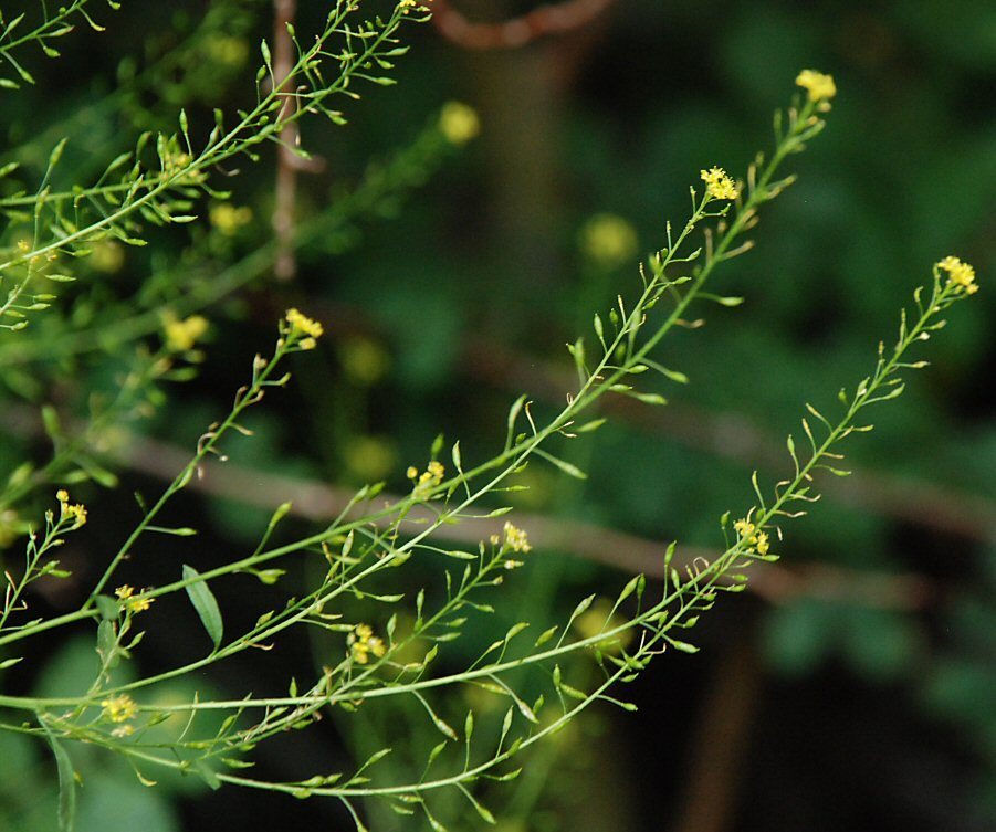 Descurainia californica