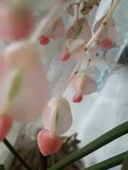 Begonia