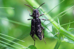 Xylotrechus nauticus