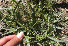 Rumex californicus