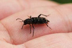 Xylotrechus nauticus