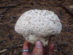 Calbovista subsculpta