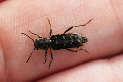 Xylotrechus nauticus