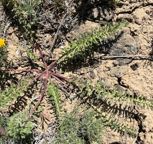 California Balsamroot foliage
