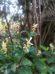 Petiveria alliacea