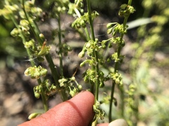Rumex californicus