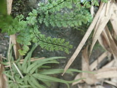 Cheilanthes chusana