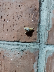 Glaphyriinae
