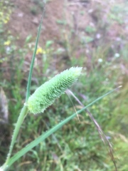 Phalaris caroliniana