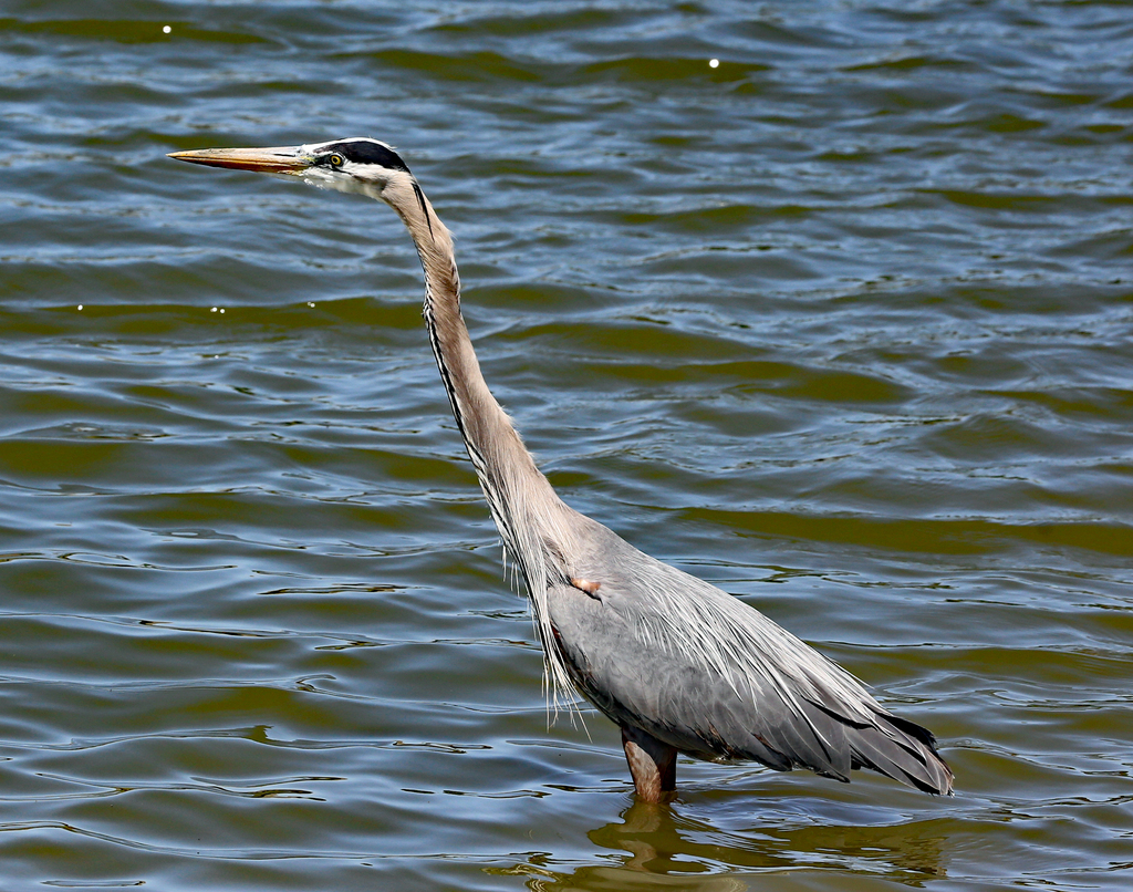 Great Blue Heron From Lynn Lane, Tulsa, Ok, Usa On April 21, 2024 At 02 