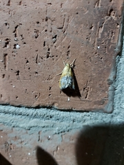 Glaphyriinae