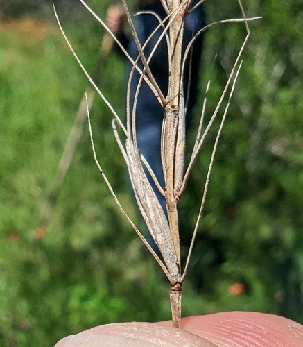 Image of Elymus interruptus by (c) Cleveland Powell, some rights reserved (CC BY)