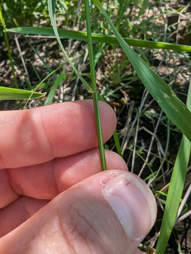 Image of Elymus interruptus by (c) Cleveland Powell, some rights reserved (CC BY)