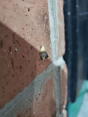 Glaphyriinae