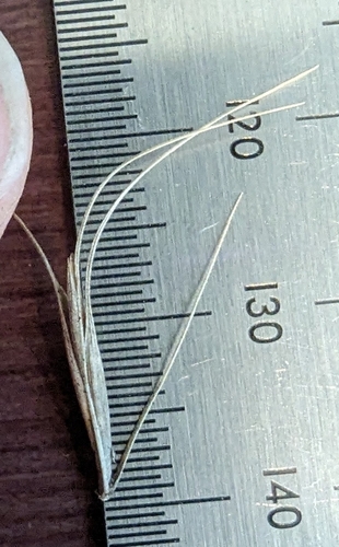 Image of Elymus interruptus by (c) Cleveland Powell, some rights reserved (CC BY)