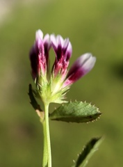 Trifolium oliganthum