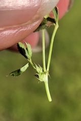 Trifolium oliganthum