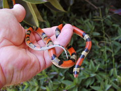 Texas Scarlet Snake photo 4
