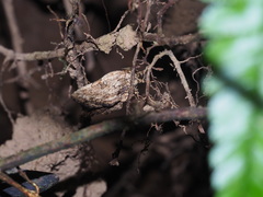 Hyposemansis albipuncta