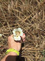 Calochortus superbus