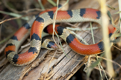 Texas Scarlet Snake photo 2