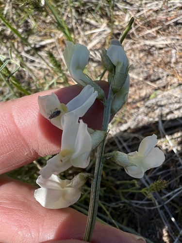 Image of Astragalus leibergii by no rights reserved