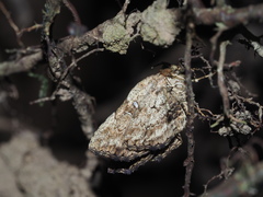 Hyposemansis albipuncta