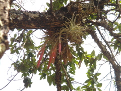 Tillandsia erubescens