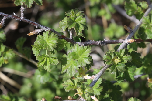 Image of Ribes inerme by no rights reserved