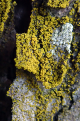 Chrysothrix granulosa