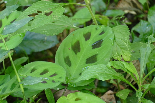 Foto de Maranta