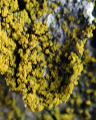 Chrysothrix granulosa