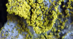 Chrysothrix granulosa